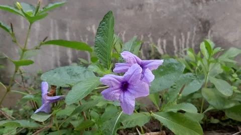 Purple Flower Video stock 243002167
