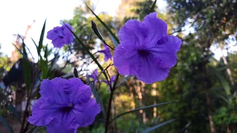 Purple flower 動画素材 243331656