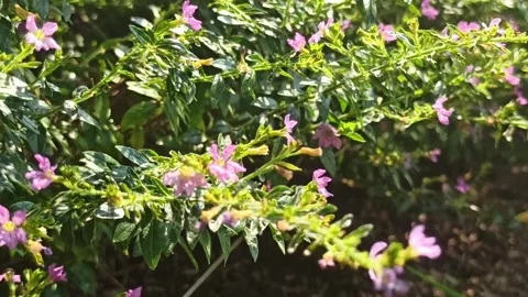 The purple flower Video stock 244109443