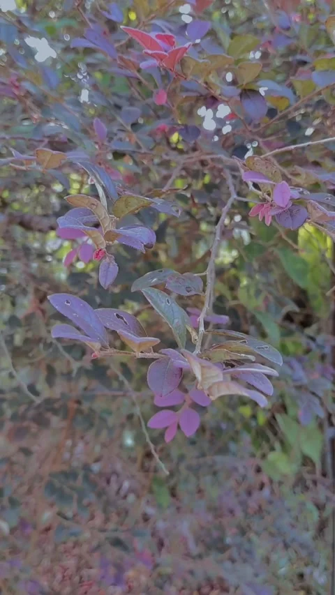 Purple Flower Stock Footage 244923144