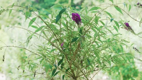 Purple flower Stock Footage 245413271