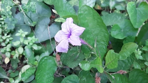 A Purple Flower Video stock 258813136