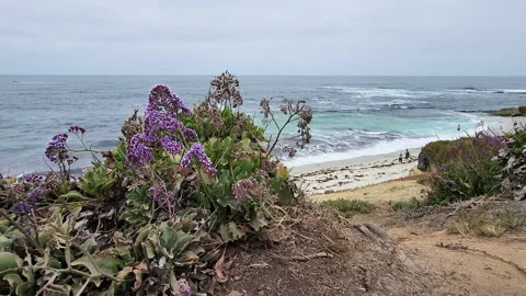 Purple flower foreground in front of la jolla beach san diego Stock Footage 201592890