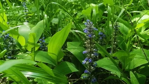 Purple flower in forest flora static frame Stock Footage 155051650
