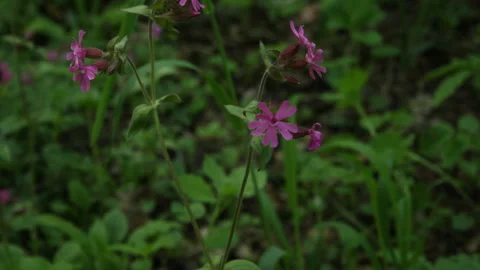 Purple flower in the forest Stock Footage 131102583