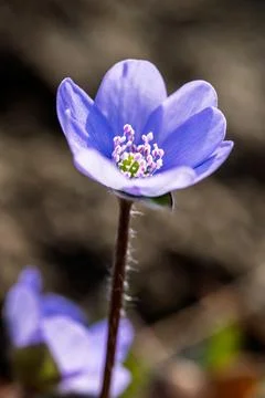 Purple flower in the forest. Stock Photos
