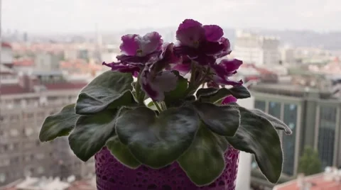 Purple Flower in front of the Window RAW Stock Footage 52380567
