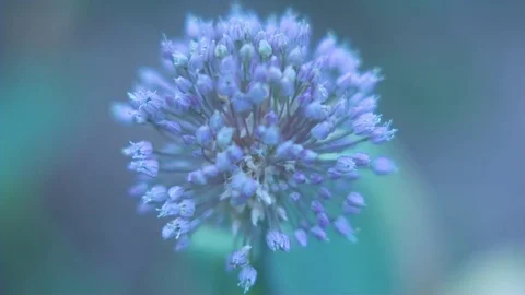 Purple flower in garden Stock Footage 76138418
