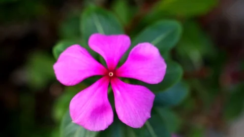 Purple flower in the garden Stock Footage 101056962