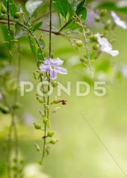 Purple flower in garden. Stock Photos
