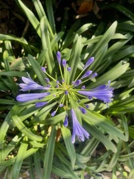 Purple flower in the garden Stock Photos