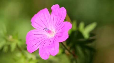 Purple flower Geranium Video stock 22196527