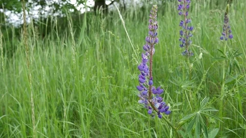 Purple flower in grass Stock Footage 77580021