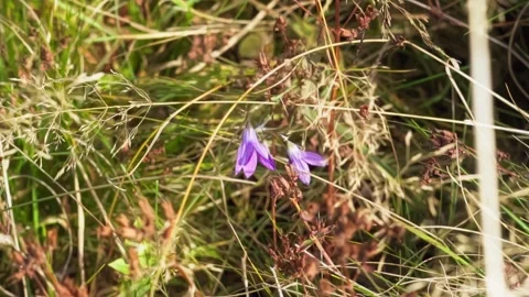 Purple flower in grass Stock Footage 302885295