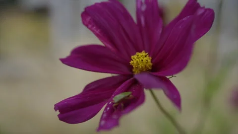 A purple flower with a green bug on it Stock Footage 301622981