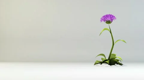 Purple flower growing Stock Footage 10770590