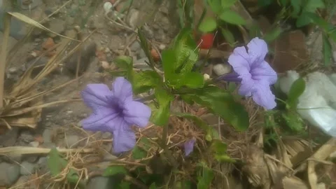 Purple flower growing in the wild Stock-Footage 244862653