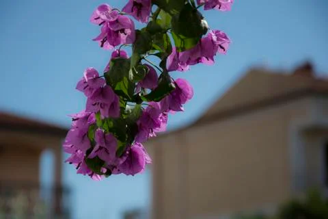 Purple flower hanging vertically Stock Photos