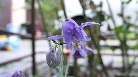 Purple flower with a head hanging down from it. smudged background Stock Footage 244876859