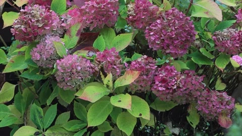 Purple flower Hydrangea On Leaves Stock Footage 300826359