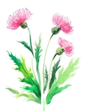 Purple flower Stock Illustration