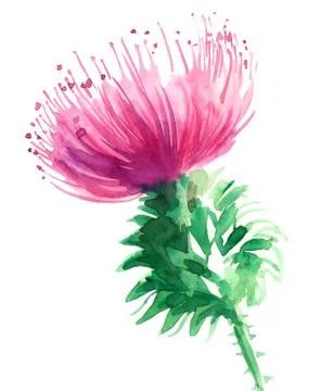 Purple flower Stock Illustration