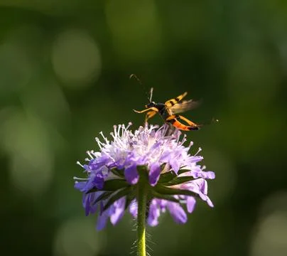 Purple flower with insect Stock Photos