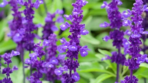 The purple flower inside the garden Stock Footage 71556887