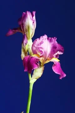 Purple flower iris Stock Photos