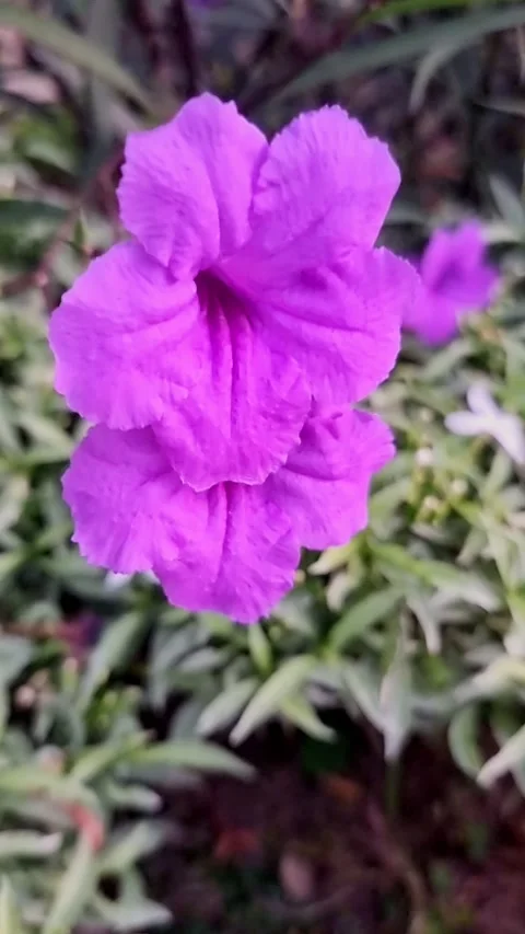 Purple flower in isolated background Stock Footage 236071274