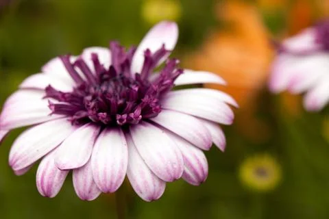 Purple Flower Macro Stock Photos