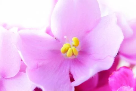 Purple flower Macro Stock Photos