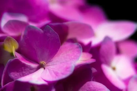 Purple flower macro Stock Photos