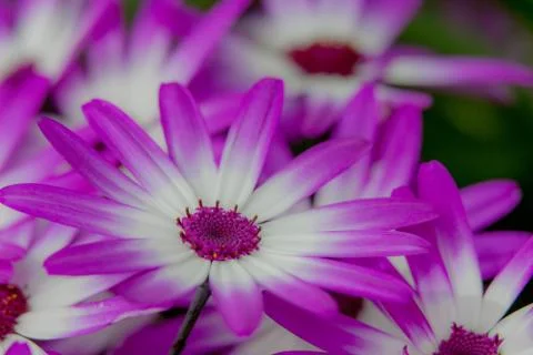 Purple flower macro Stock Photos