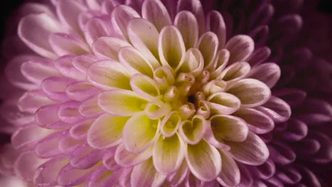 Purple Flower Macro Slow Motion Stock Footage 220788757
