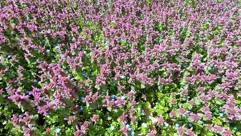 Purple flower meadow in springtime Stock Footage 88155986