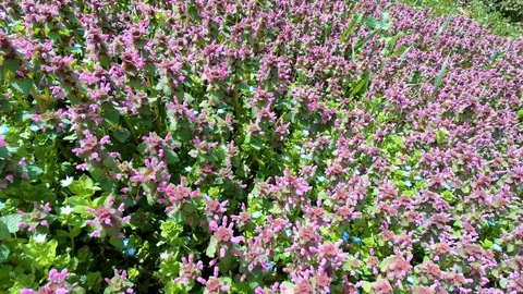 Purple flower meadow in springtime Stock Footage 88174335