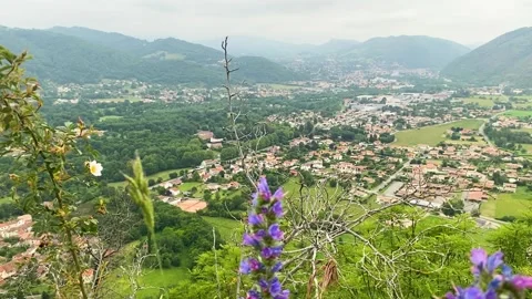 Purple flower with mountain background Stock-Footage 280081448