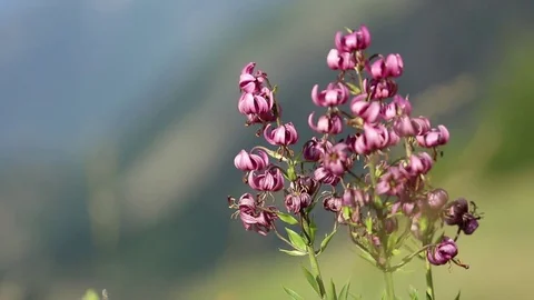 Purple flower of mountain Stock Footage 79751589