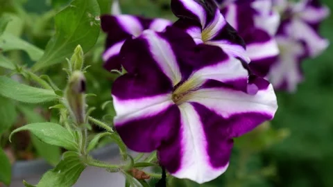 A purple flower moves in the wind. Stock Footage 157930352