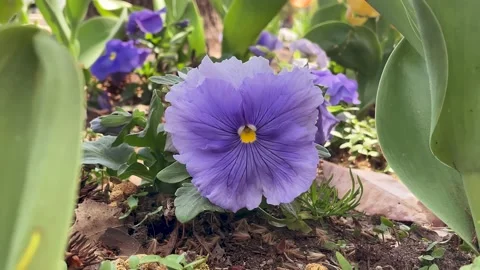 Purple Flower Moving in the Wind Stock Footage 237970926