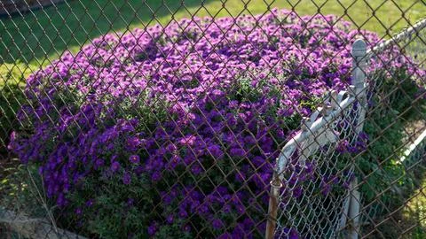 Purple Flower Patch in Backyard Corner Surrounded by Chain Link Fences 库存照片