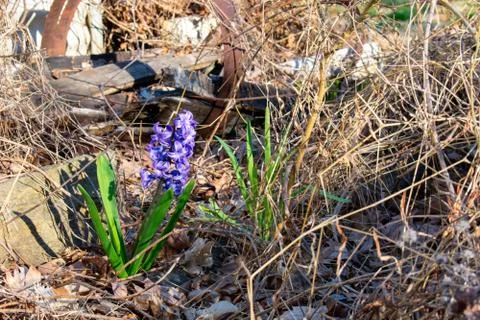 A Purple Flower in a Patch of Dead Grass and Rotting Wood Stock Photos