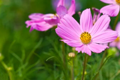 Purple flower Stock Photos
