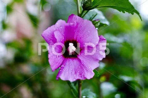 Purple Flower Stock Photos