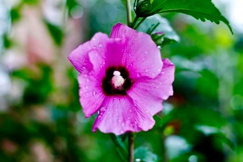 Purple Flower Stock Photos