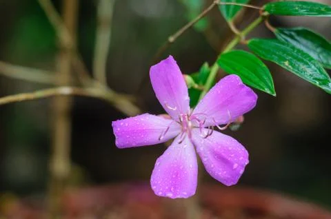 Purple flower Stock Photos