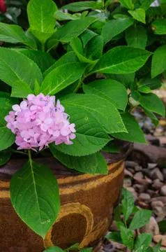 Purple flower Stock Photos