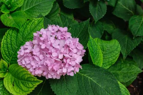 Purple flower Stock Photos