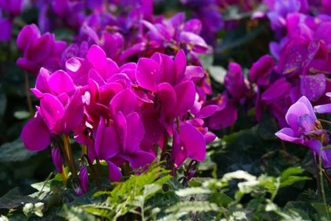 Purple flower Stock Photos